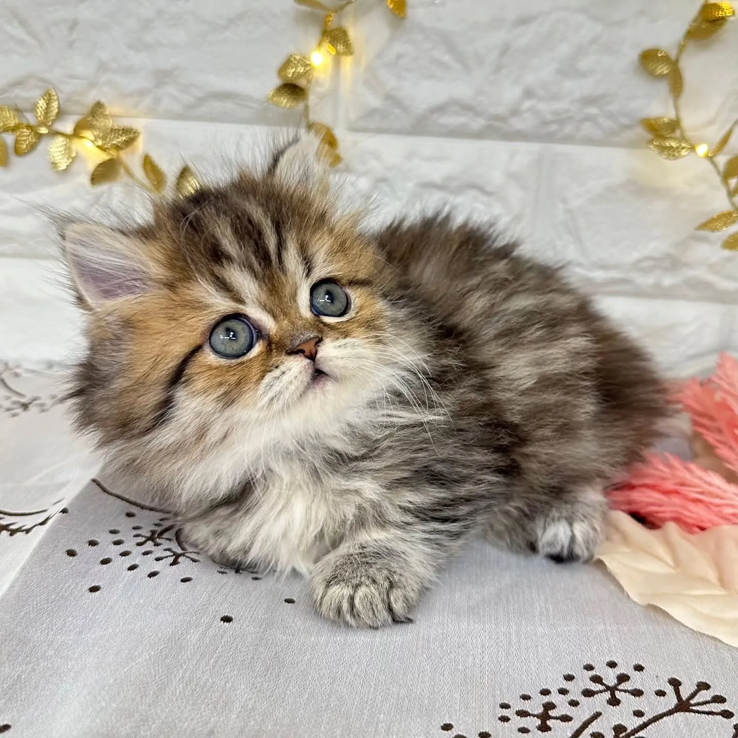 本日ご紹介のミヌエット短足ちゃんです🐱❤️