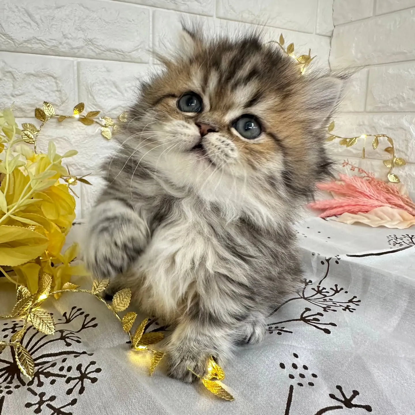 本日ご紹介のミヌエット短足ちゃんです🐱❤️