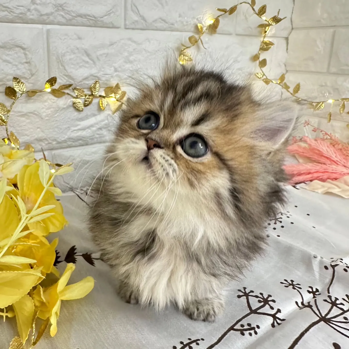 本日ご紹介のミヌエット短足ちゃんです🐱❤️