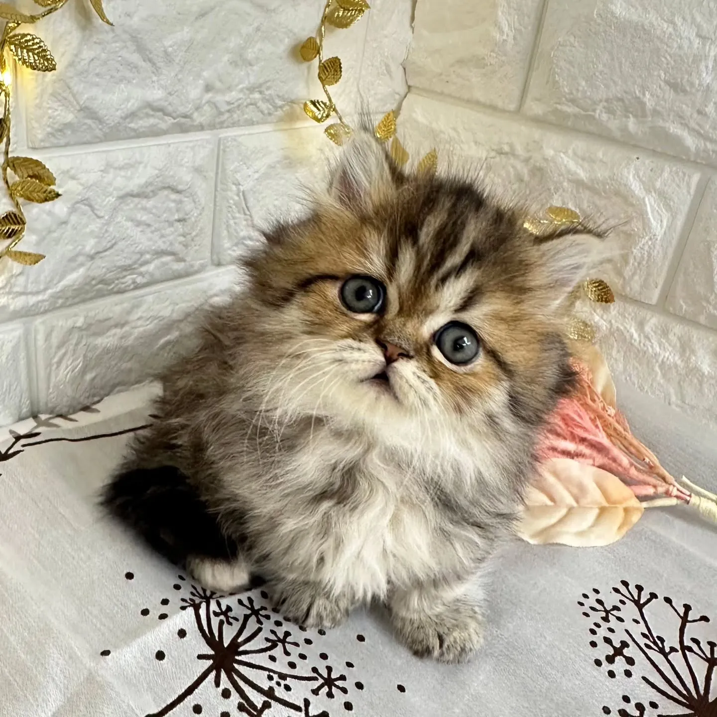 本日ご紹介のミヌエット短足ちゃんです🐱❤️