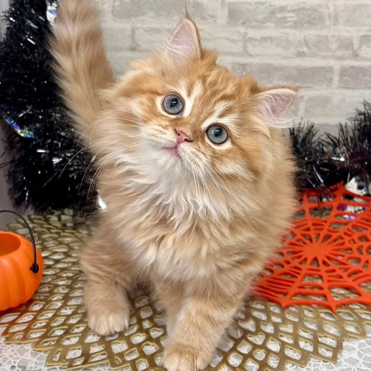 👻🎃HappyHalloween🎃👻