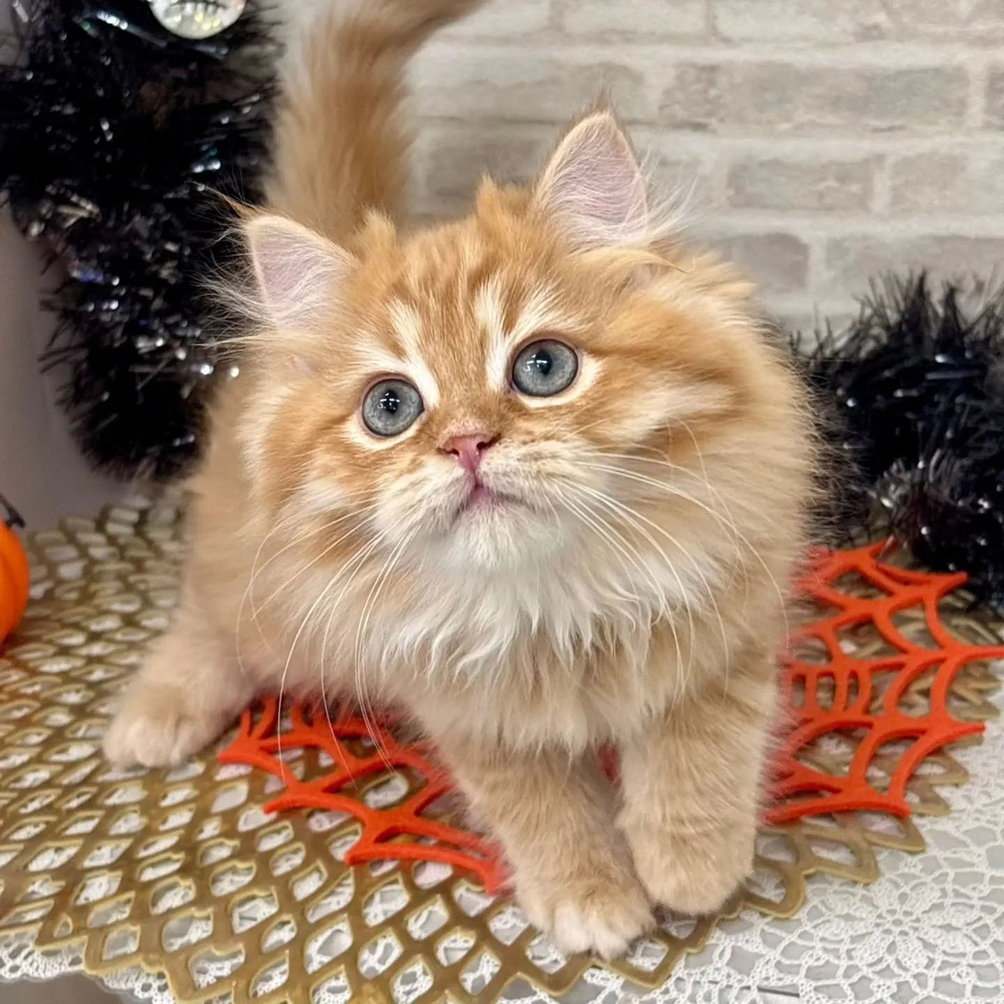 👻🎃HappyHalloween🎃👻