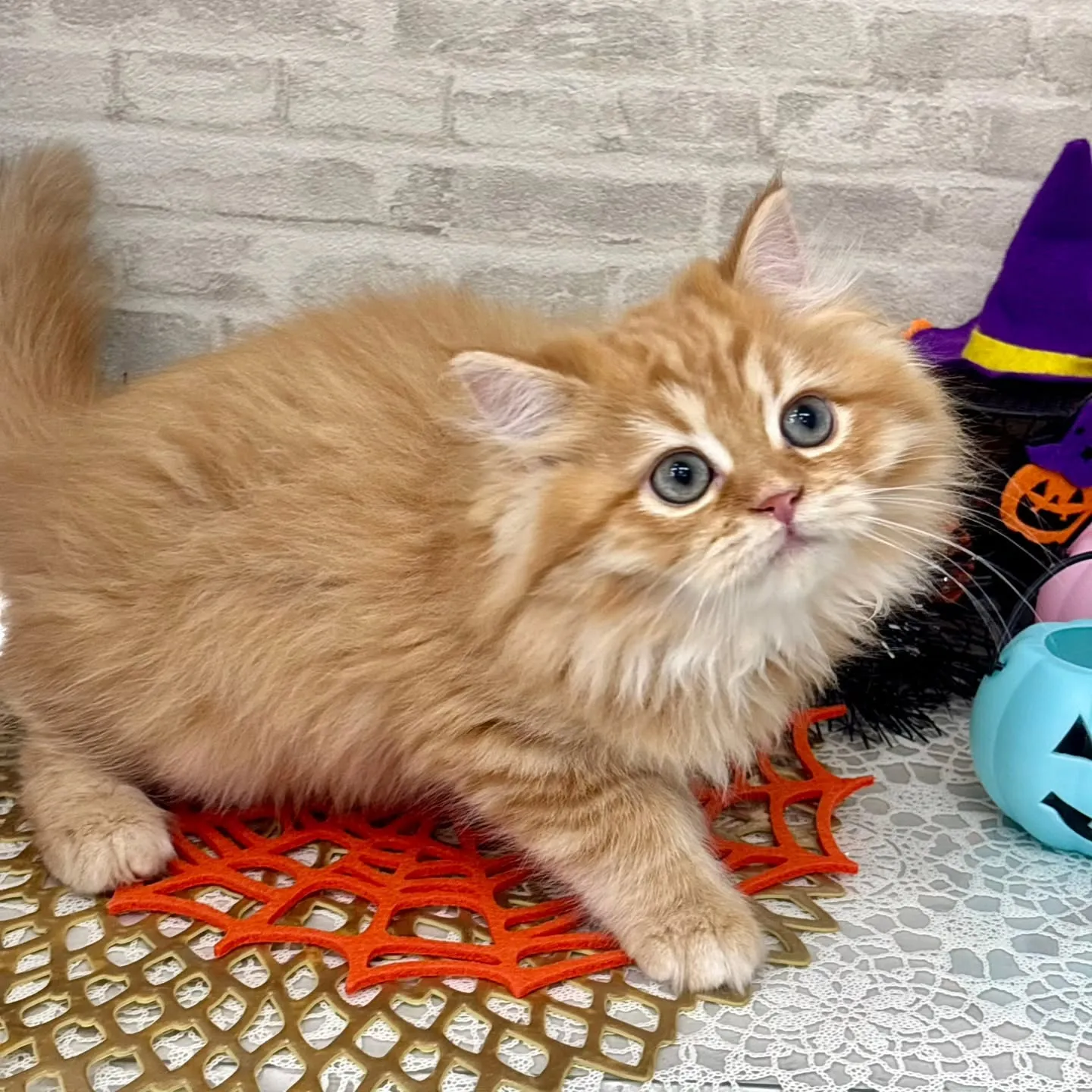 👻🎃HappyHalloween🎃👻