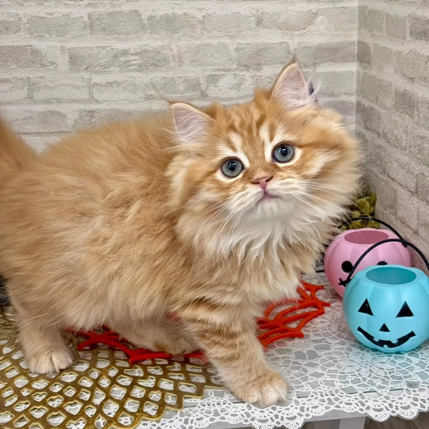 👻🎃HappyHalloween🎃👻