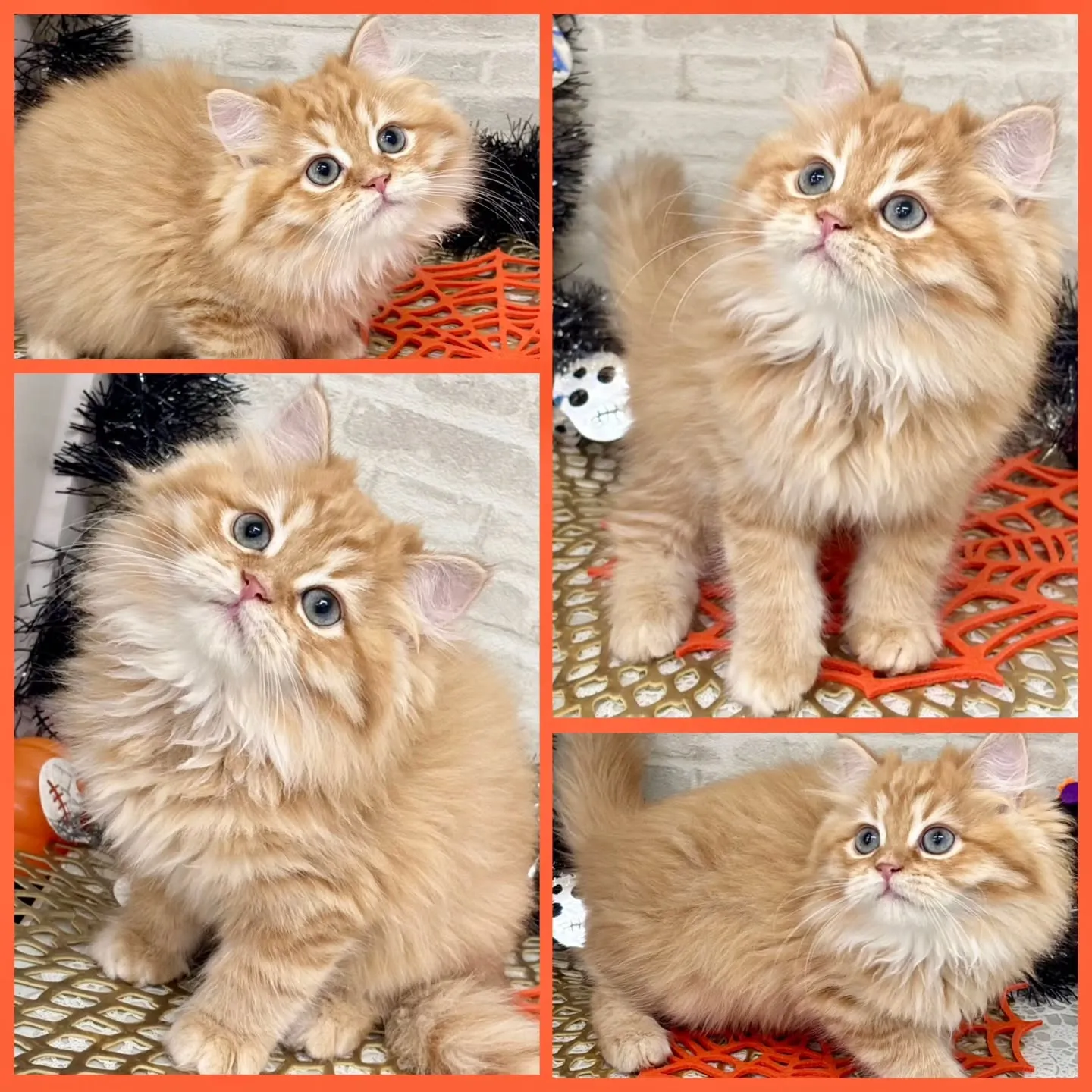 👻🎃HappyHalloween🎃👻