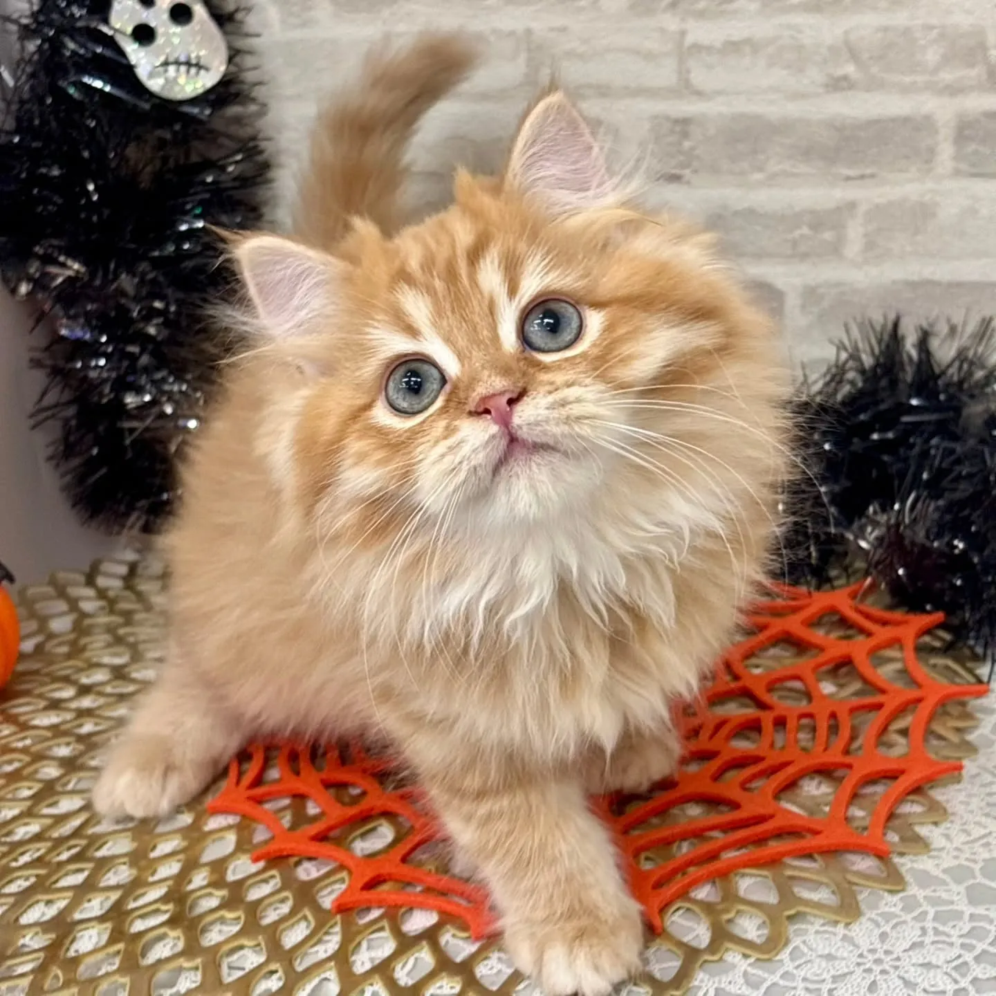 👻🎃HappyHalloween🎃👻