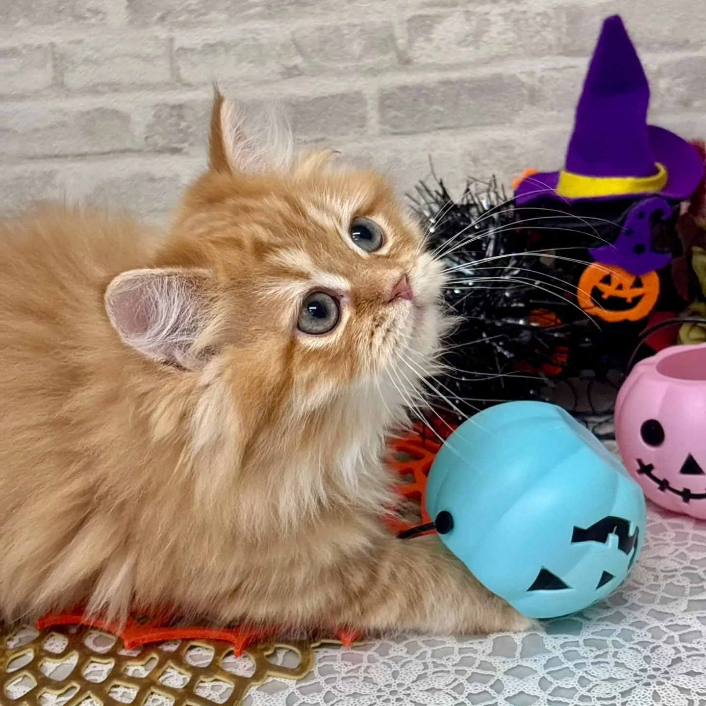 👻🎃HappyHalloween🎃👻