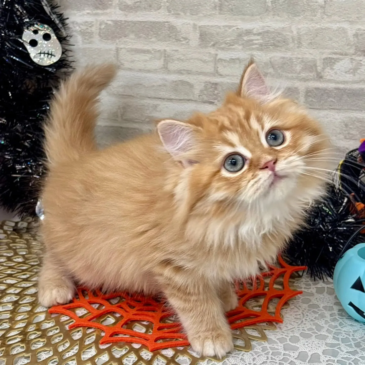 👻🎃HappyHalloween🎃👻