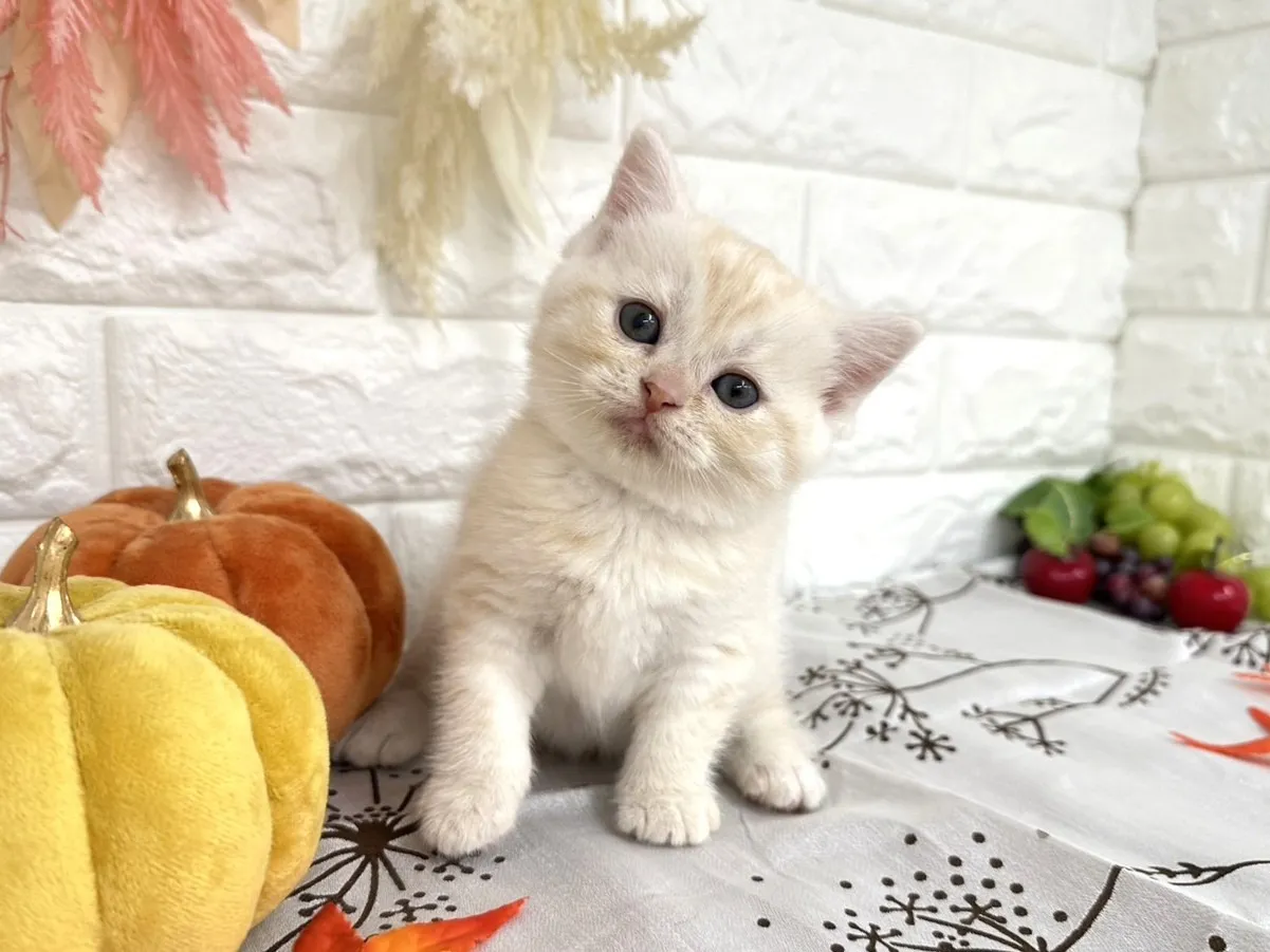 売約済★ミヌエット（足長）★メス★ No.3041