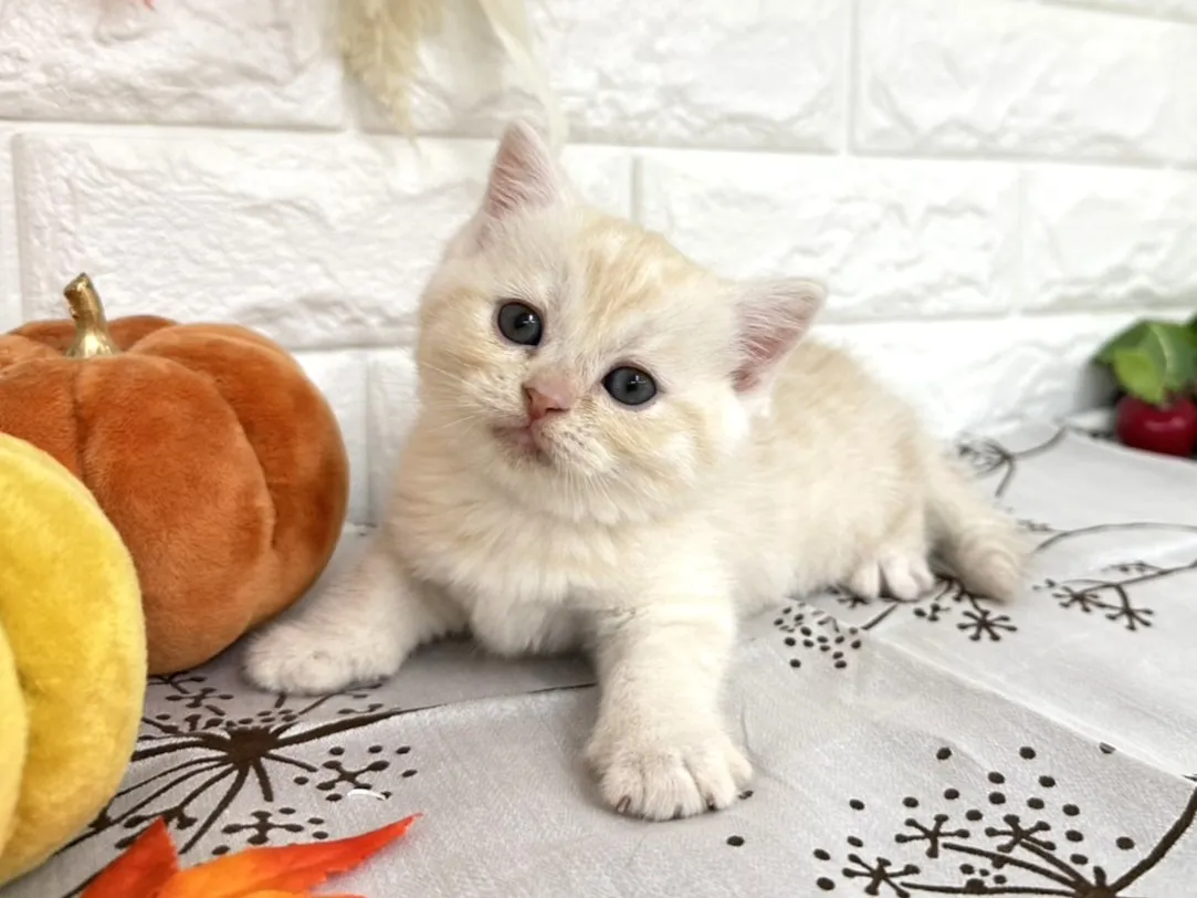 売約済★ミヌエット（足長）★メス★ No.3041