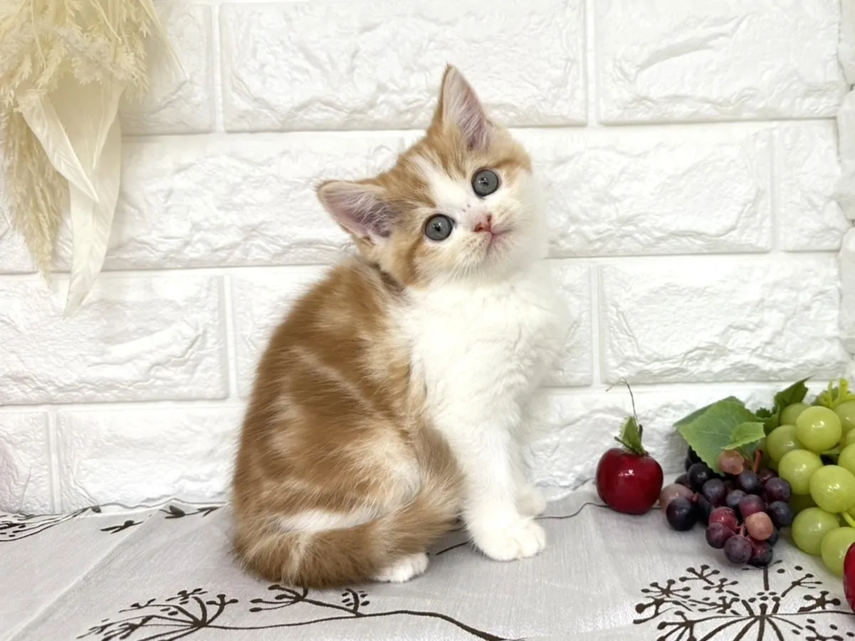 ★ミヌエット（足長）★メス★ No.3040