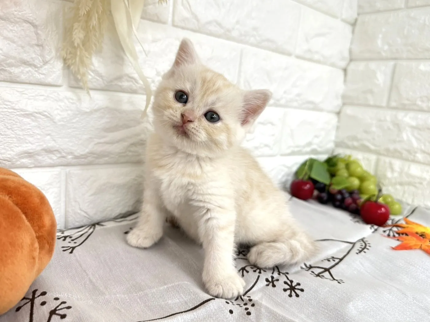 売約済★ミヌエット（足長）★メス★ No.3041