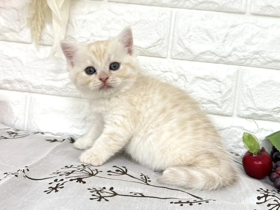 売約済★ミヌエット（足長）★メス★ No.3041