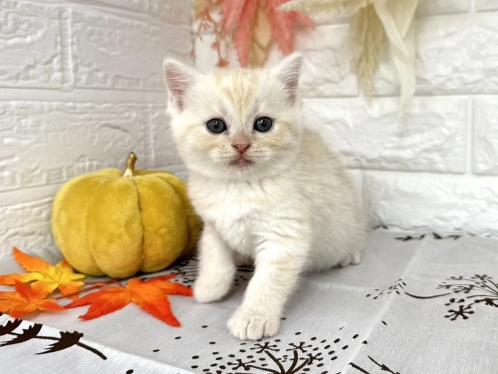 売約済★ミヌエット（足長）★メス★ No.3041