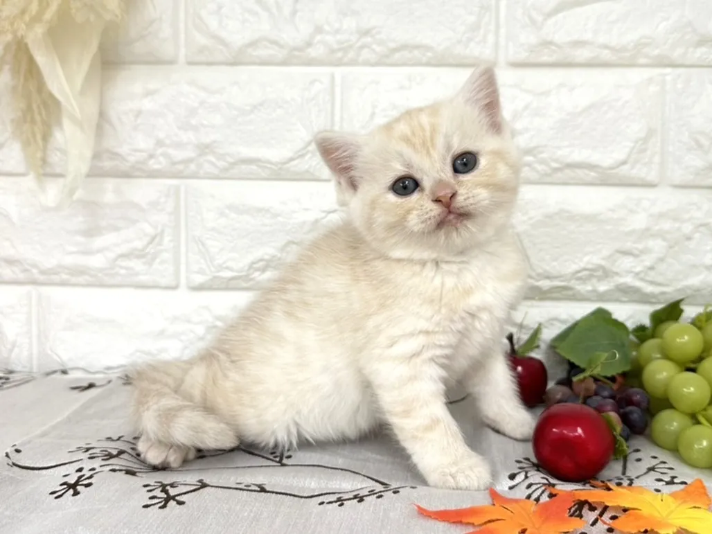 売約済★ミヌエット（足長）★メス★ No.3041