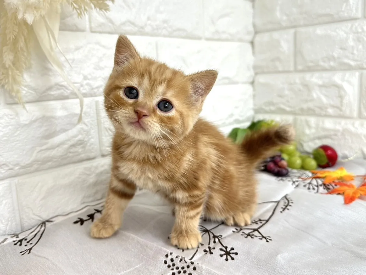 ★ミヌエット（足長）★メス★ No.3043