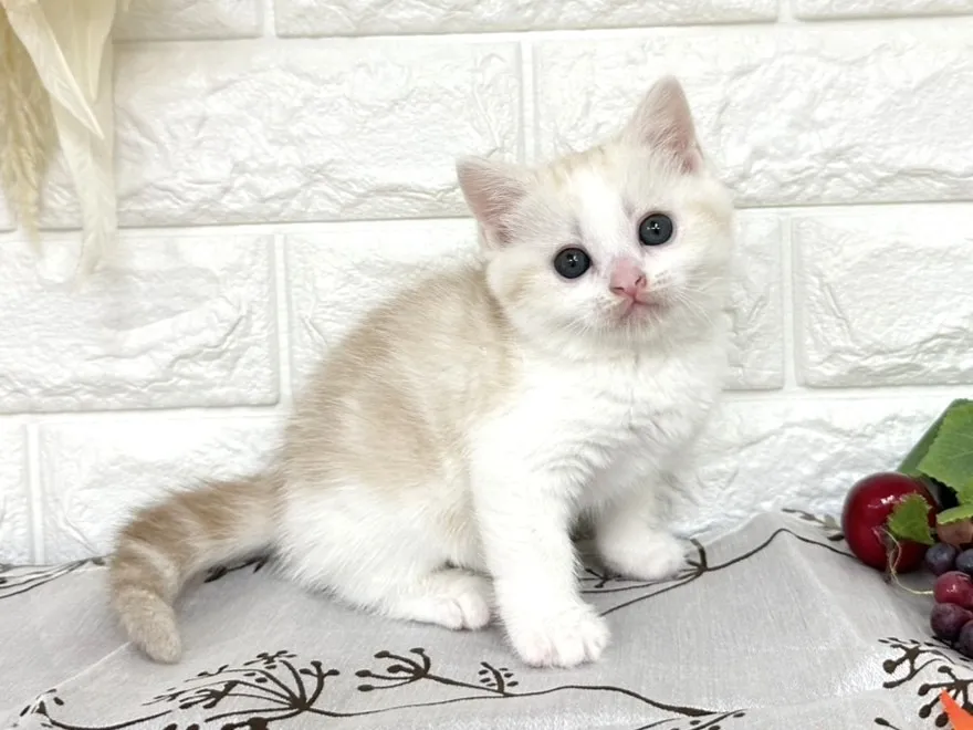 売約済★ミヌエット（足長）★オス★ No.3042