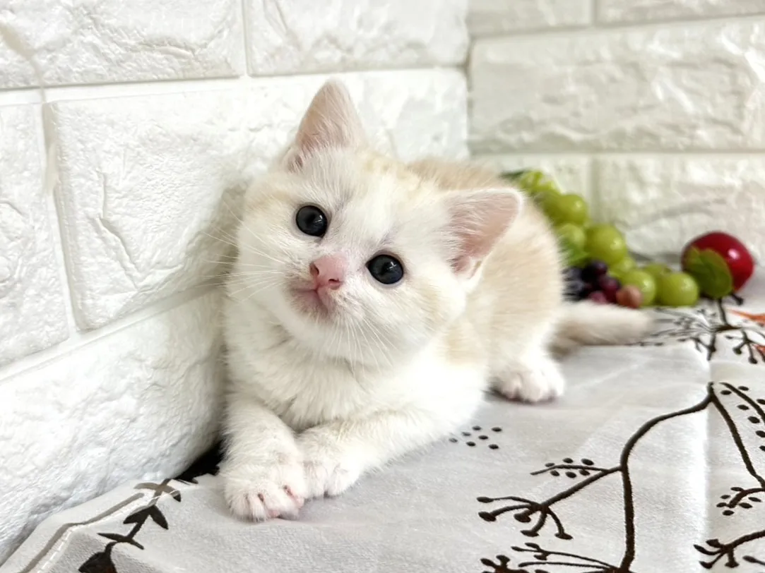 売約済★ミヌエット（足長）★オス★ No.3042