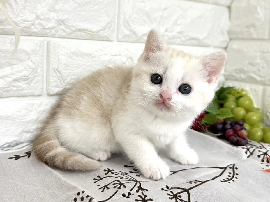 売約済★ミヌエット（足長）★オス★ No.3042