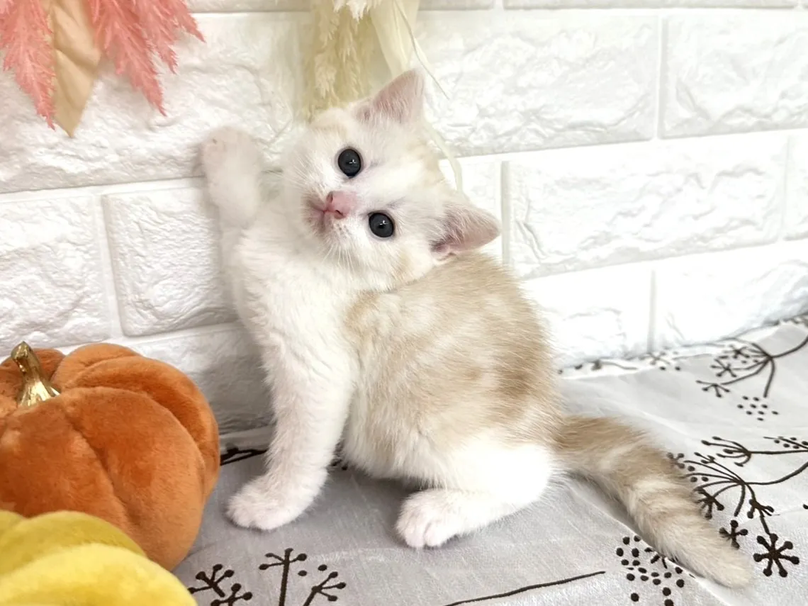 売約済★ミヌエット（足長）★オス★ No.3042