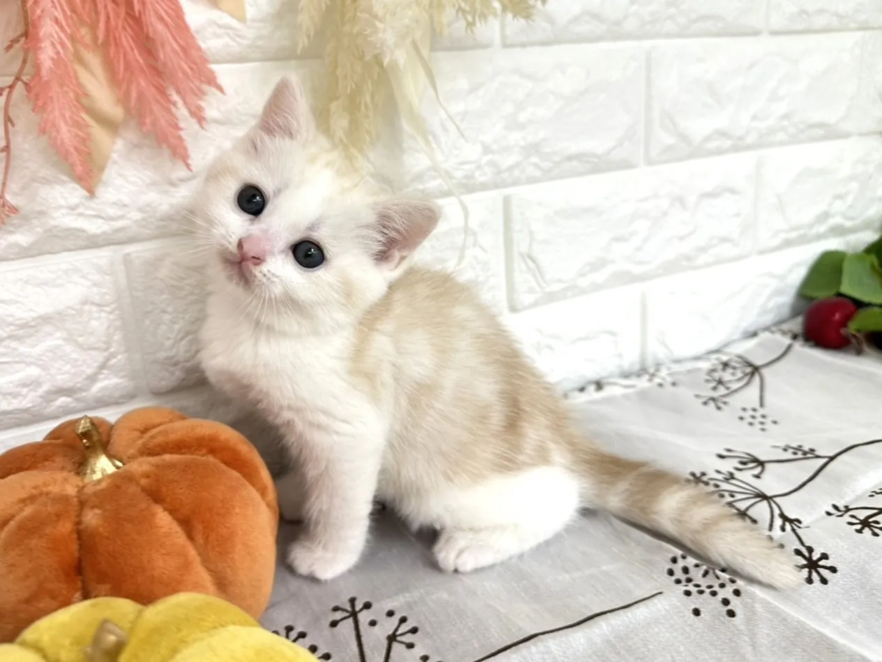 売約済★ミヌエット（足長）★オス★ No.3042