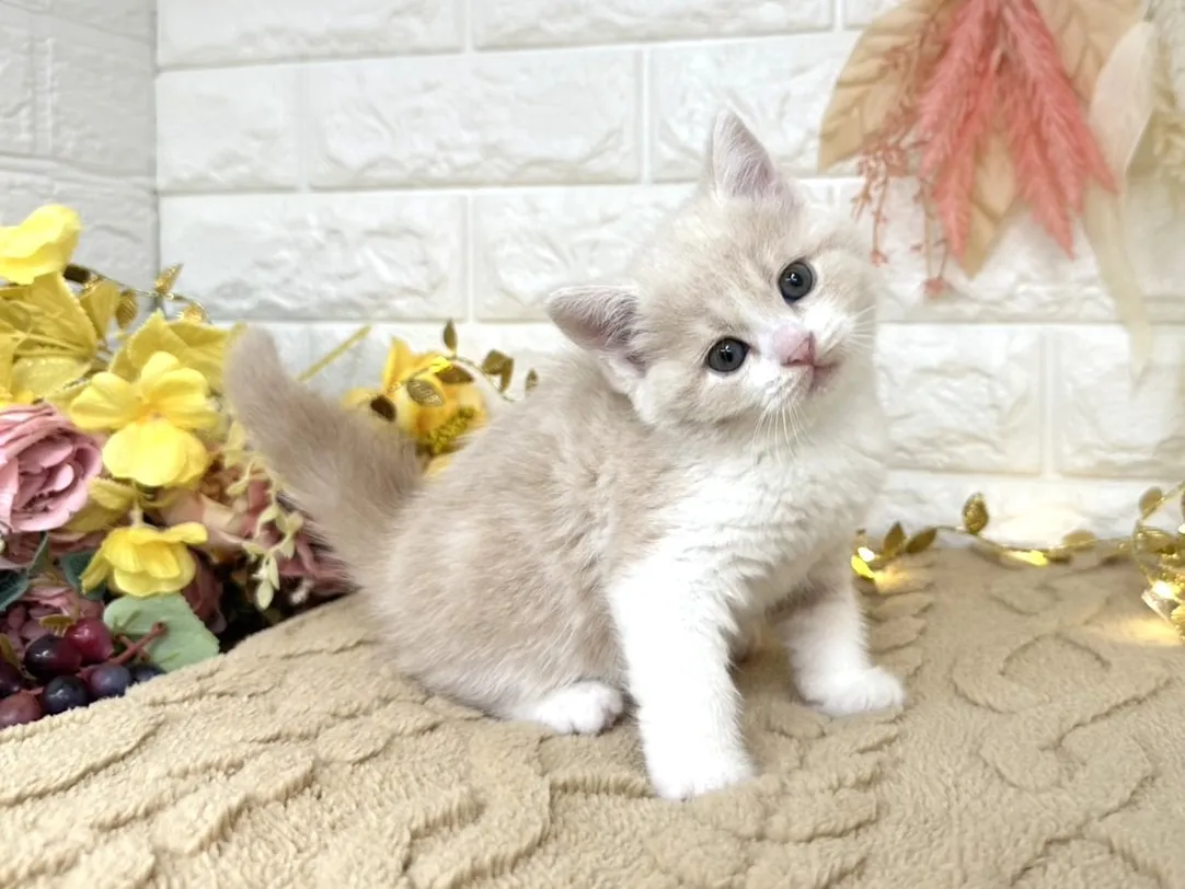 売約済★ミヌエット（足長）★メス★ No.3045