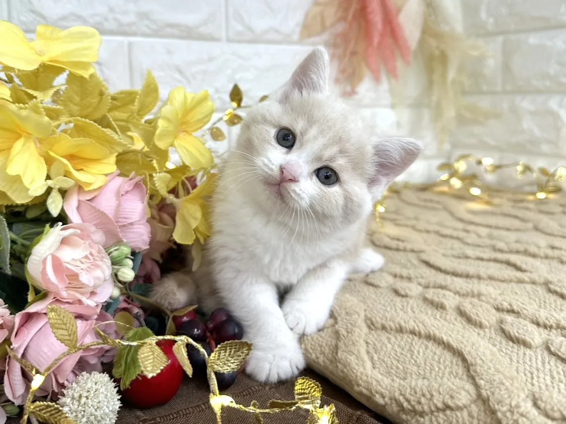 売約済★ミヌエット（足長）★メス★ No.3045