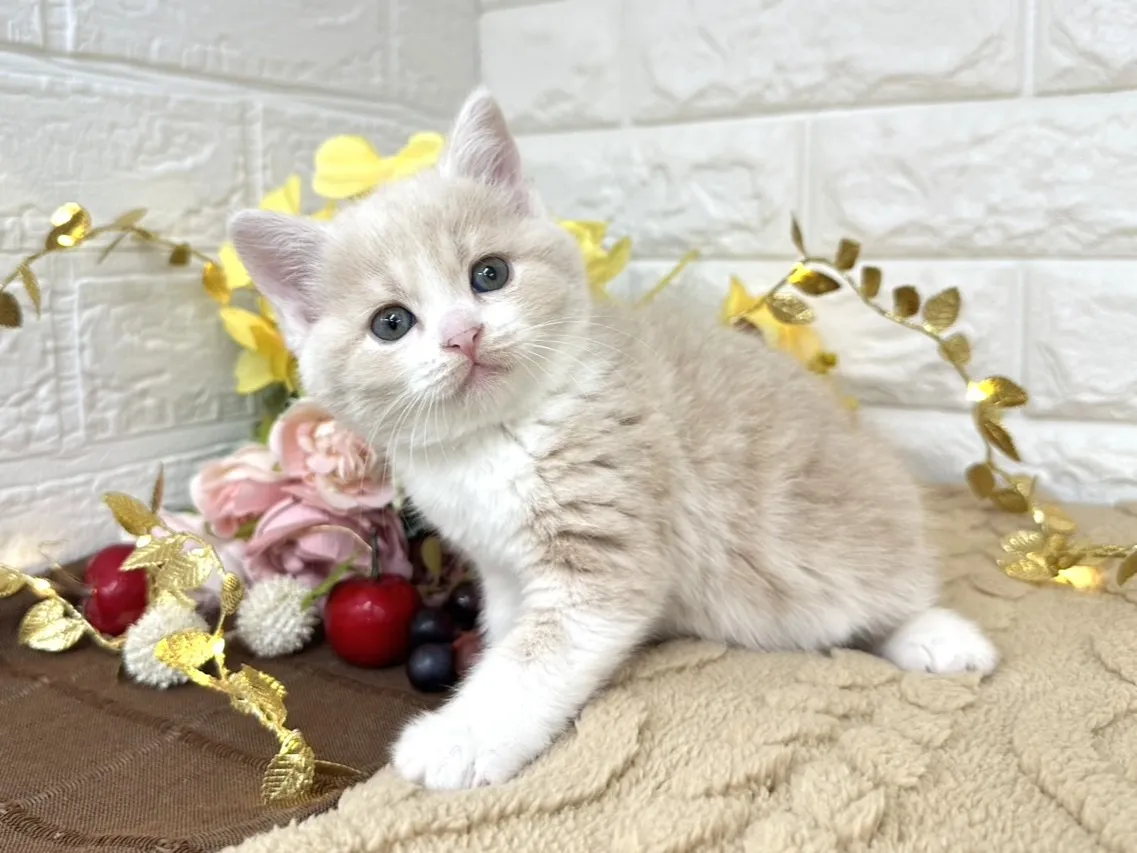 売約済★ミヌエット（足長）★メス★ No.3045