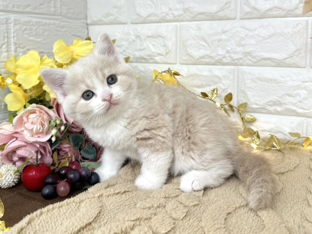 売約済★ミヌエット（足長）★メス★ No.3045