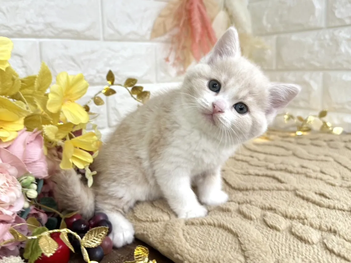 売約済★ミヌエット（足長）★メス★ No.3045