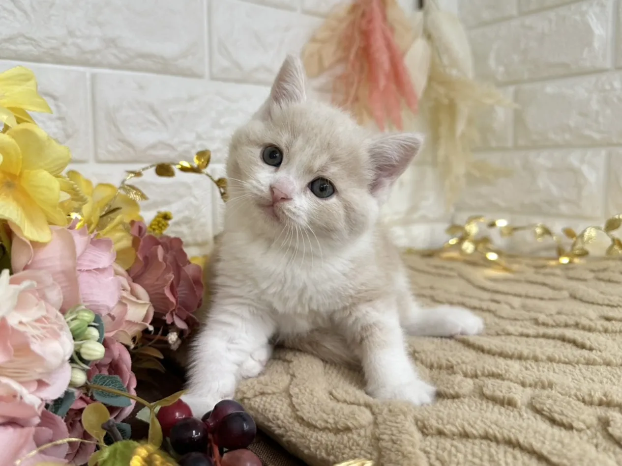 売約済★ミヌエット（足長）★メス★ No.3045