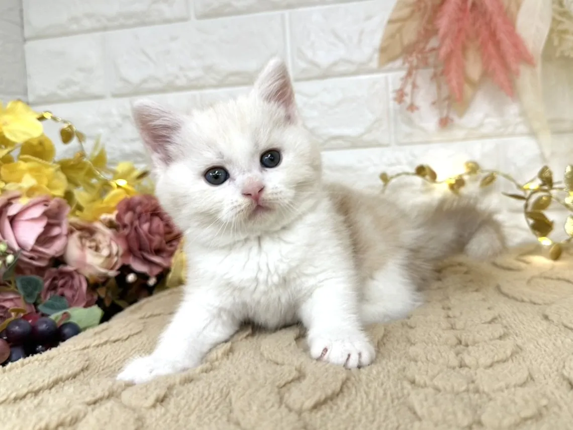 売約済★ミヌエット（足長）★オス★ No.3044