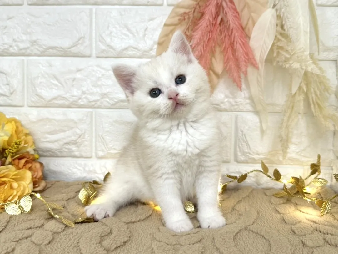 売約済★ミヌエット（足長）★オス★ No.3044