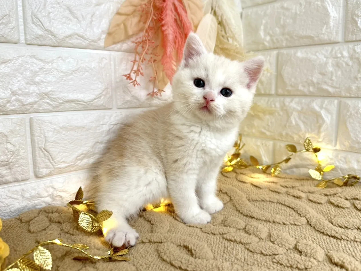 売約済★ミヌエット（足長）★オス★ No.3044