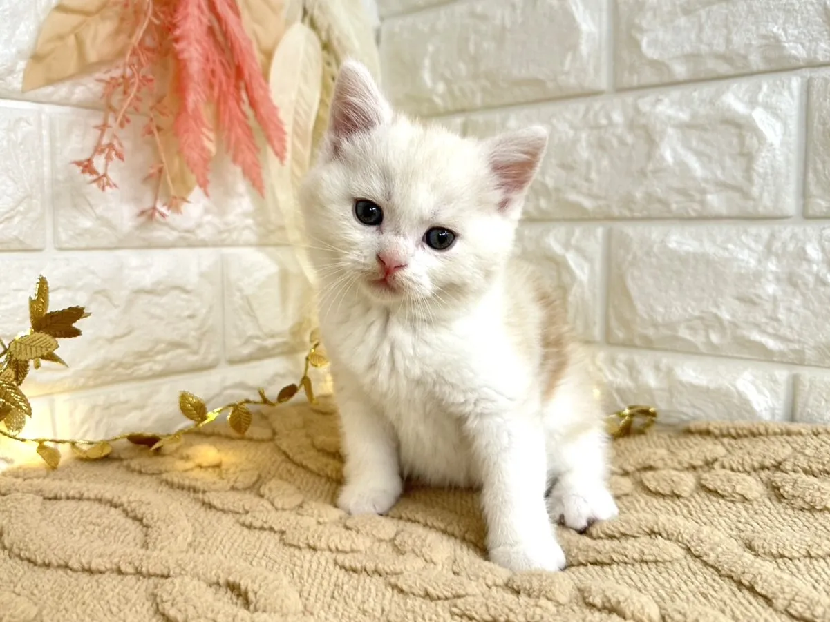 売約済★ミヌエット（足長）★オス★ No.3044