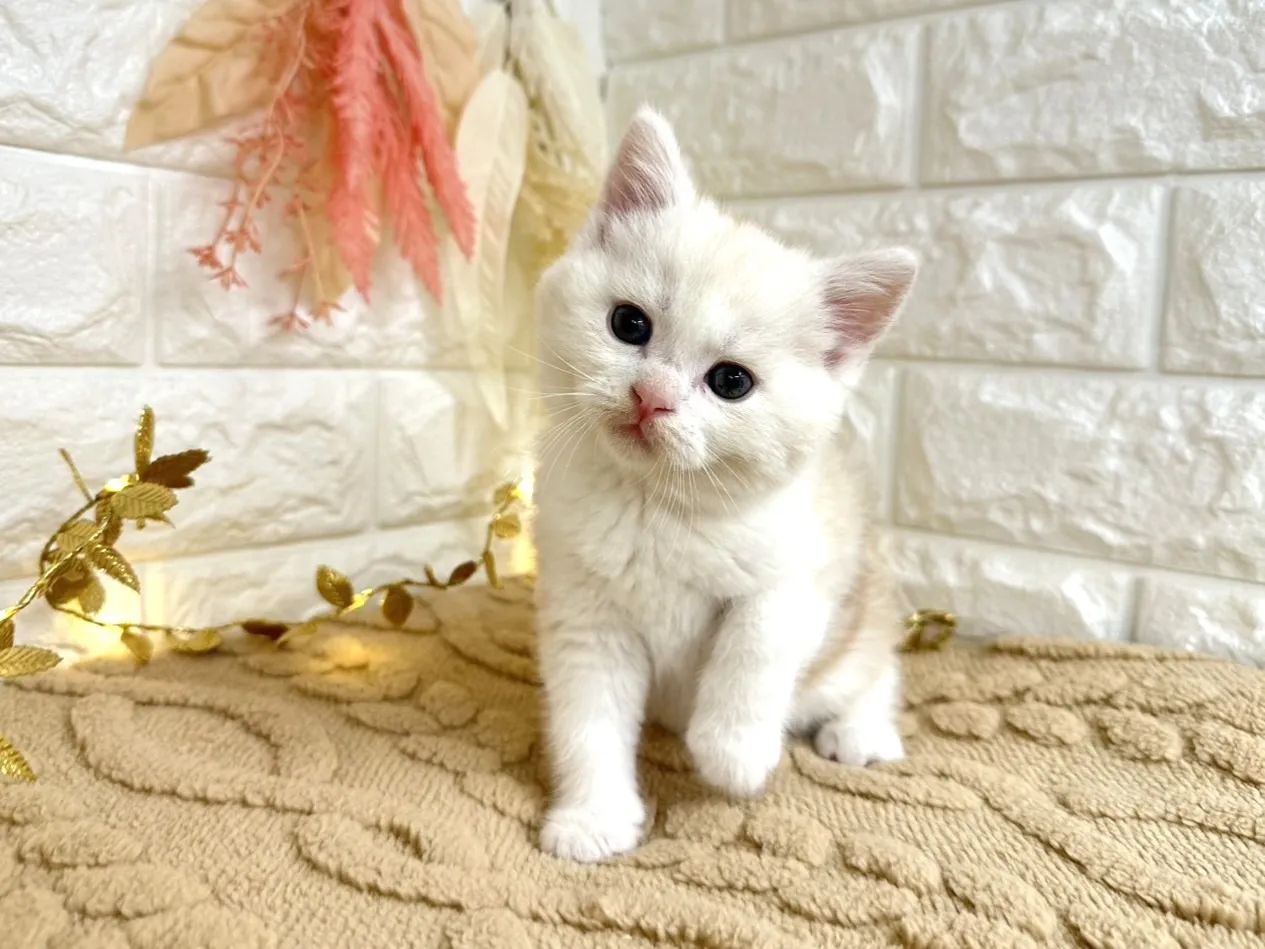 売約済★ミヌエット（足長）★オス★ No.3044