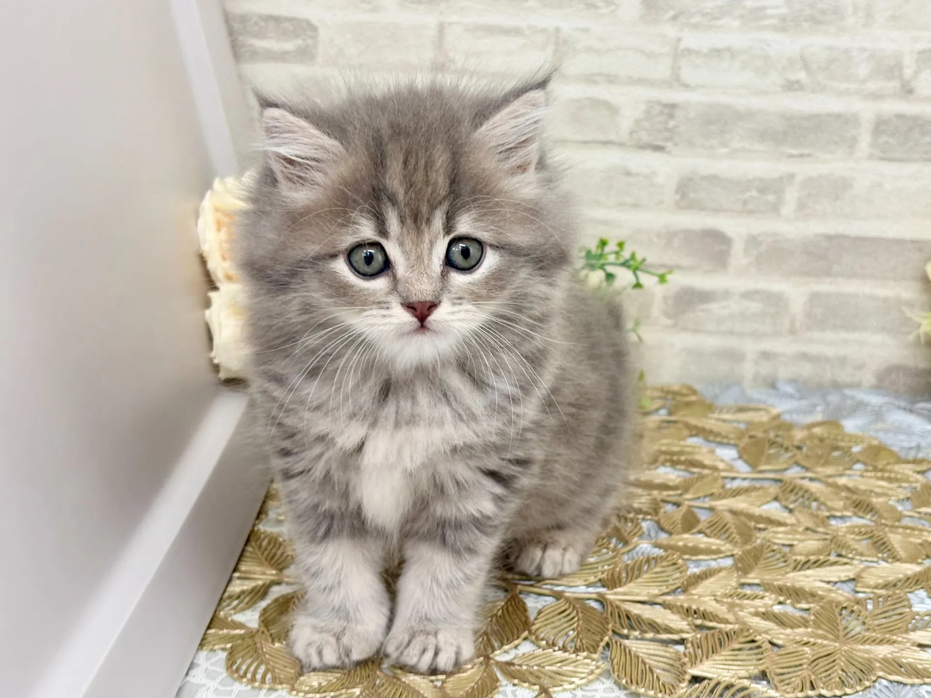 売約済★マンチカン（足長）★メス★ No.3046