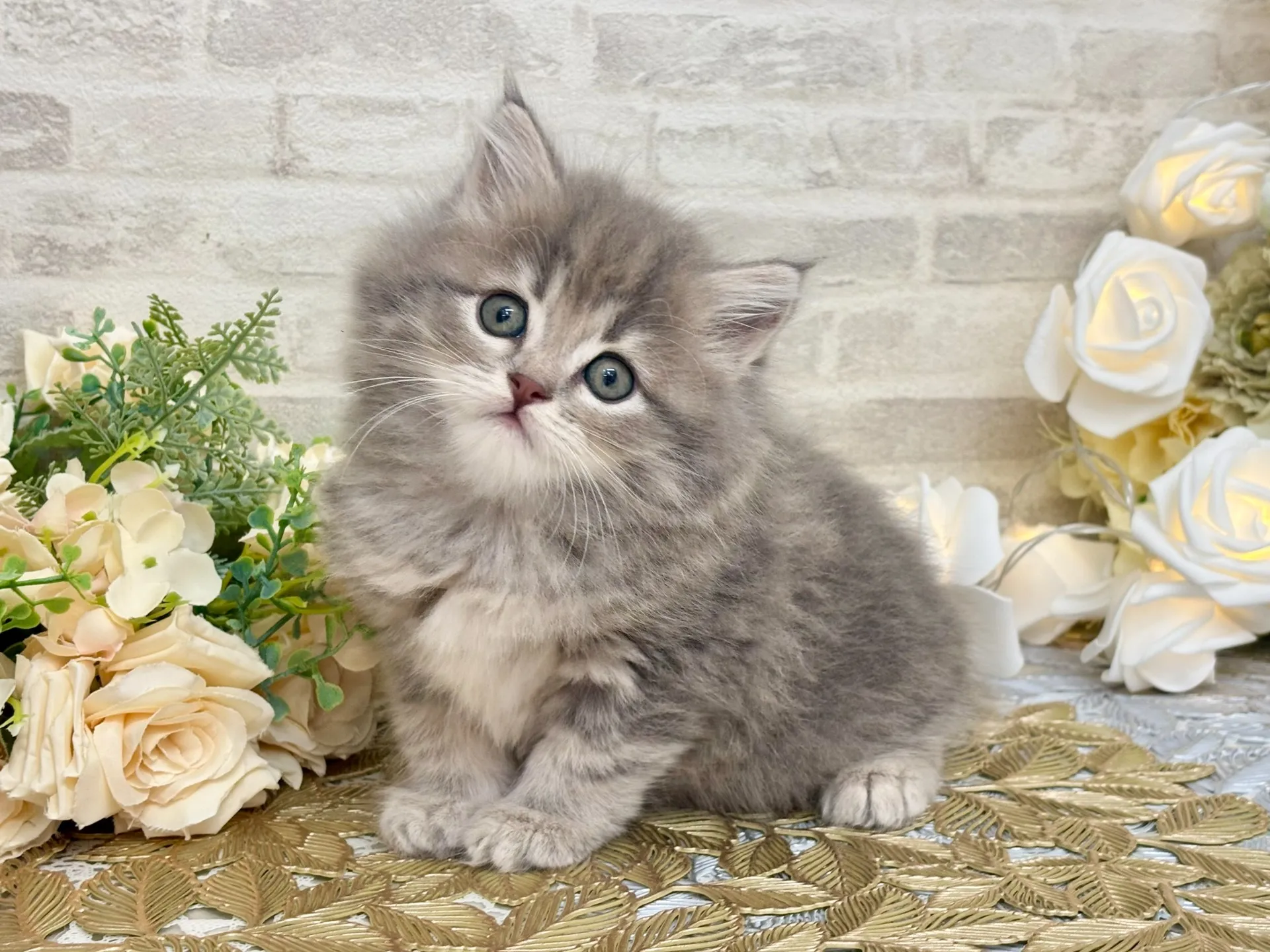 売約済★マンチカン（足長）★メス★ No.3046