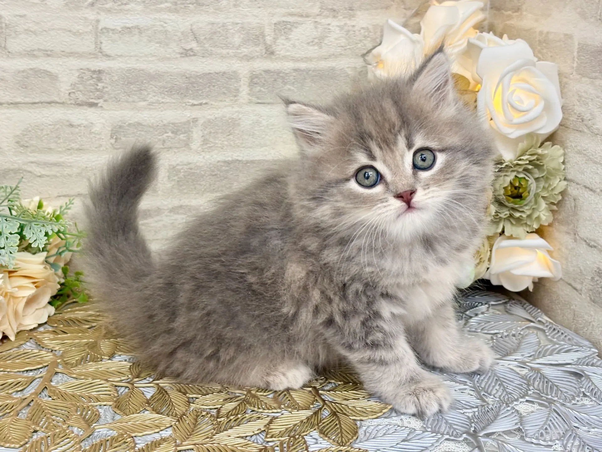 売約済★マンチカン（足長）★メス★ No.3046