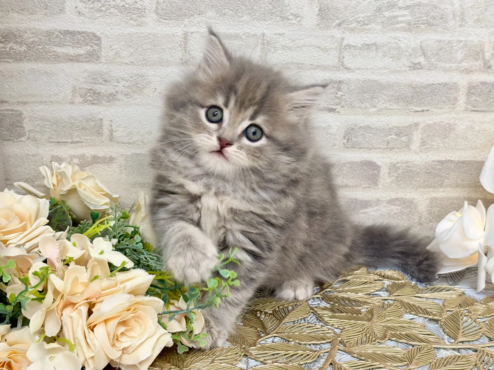 ★マンチカン（足長）★メス★ No.3046