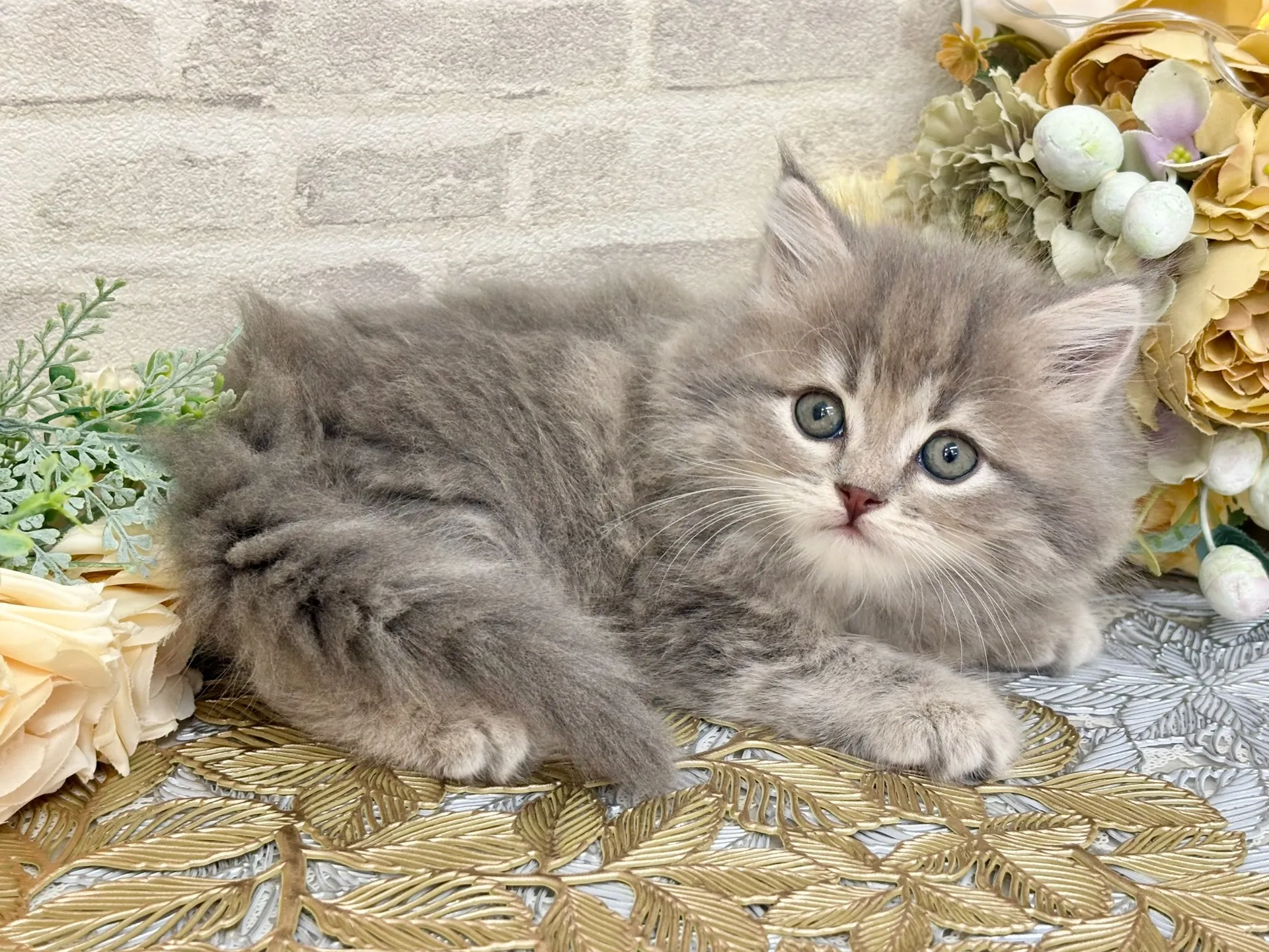 売約済★マンチカン（足長）★メス★ No.3046