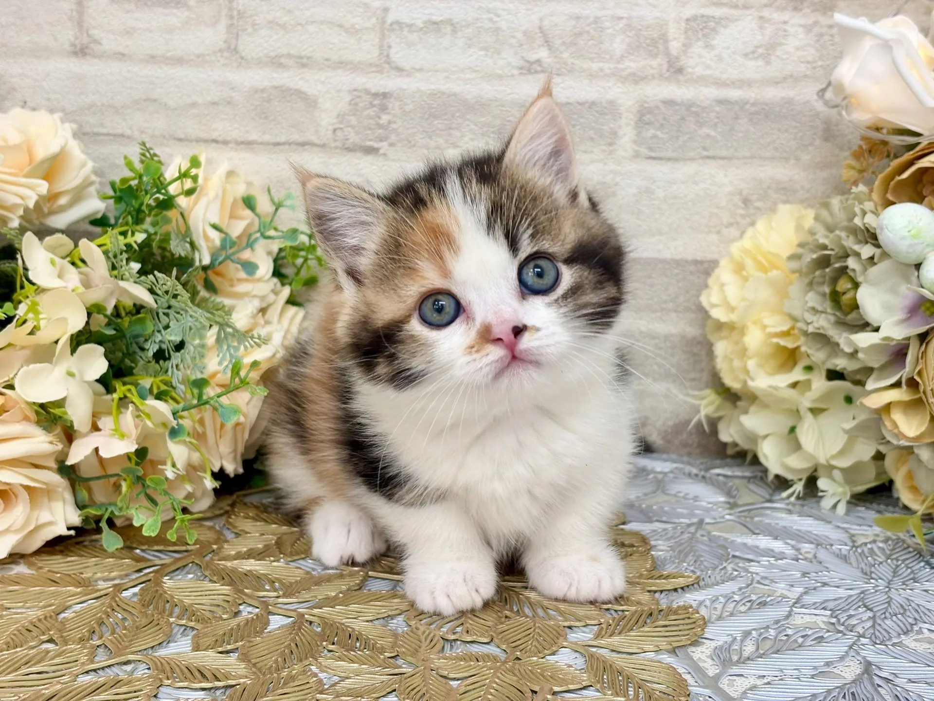 売約済★マンチカン（短足）★メス★ No.3047