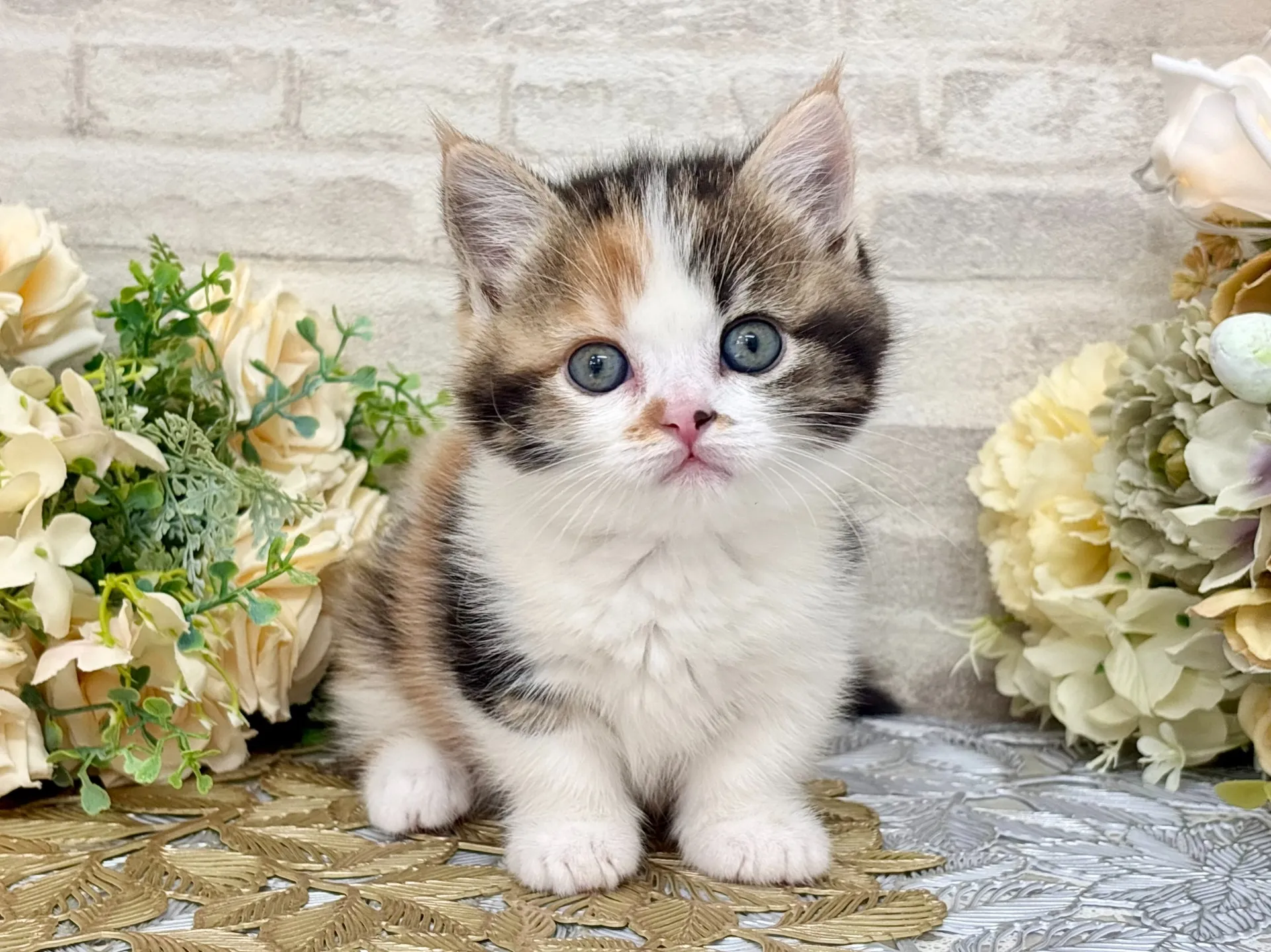 売約済★マンチカン（短足）★メス★ No.3047