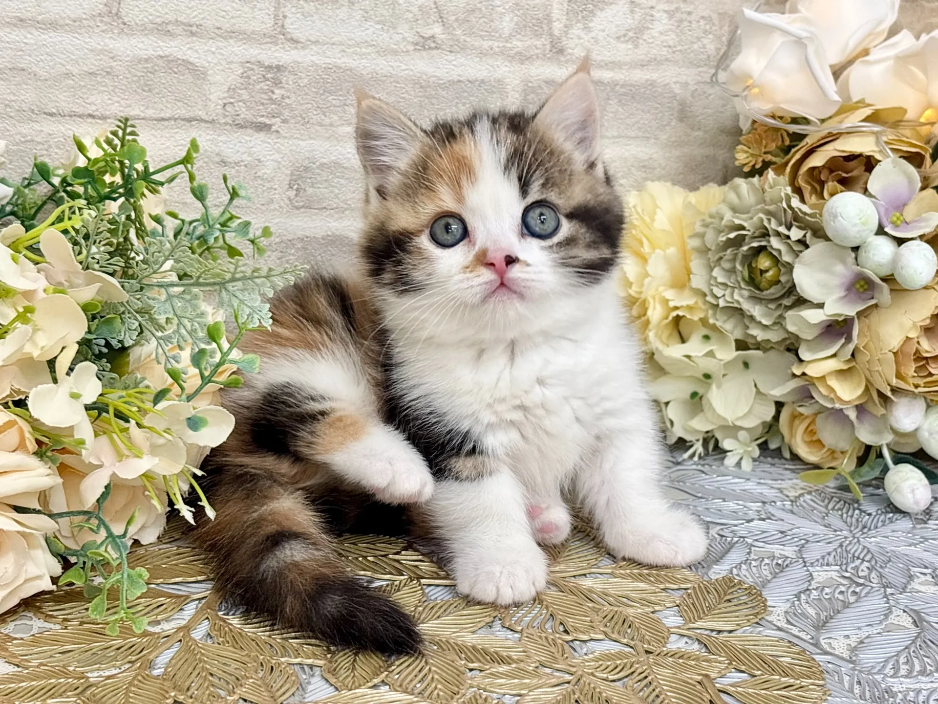 売約済★マンチカン（短足）★メス★ No.3047