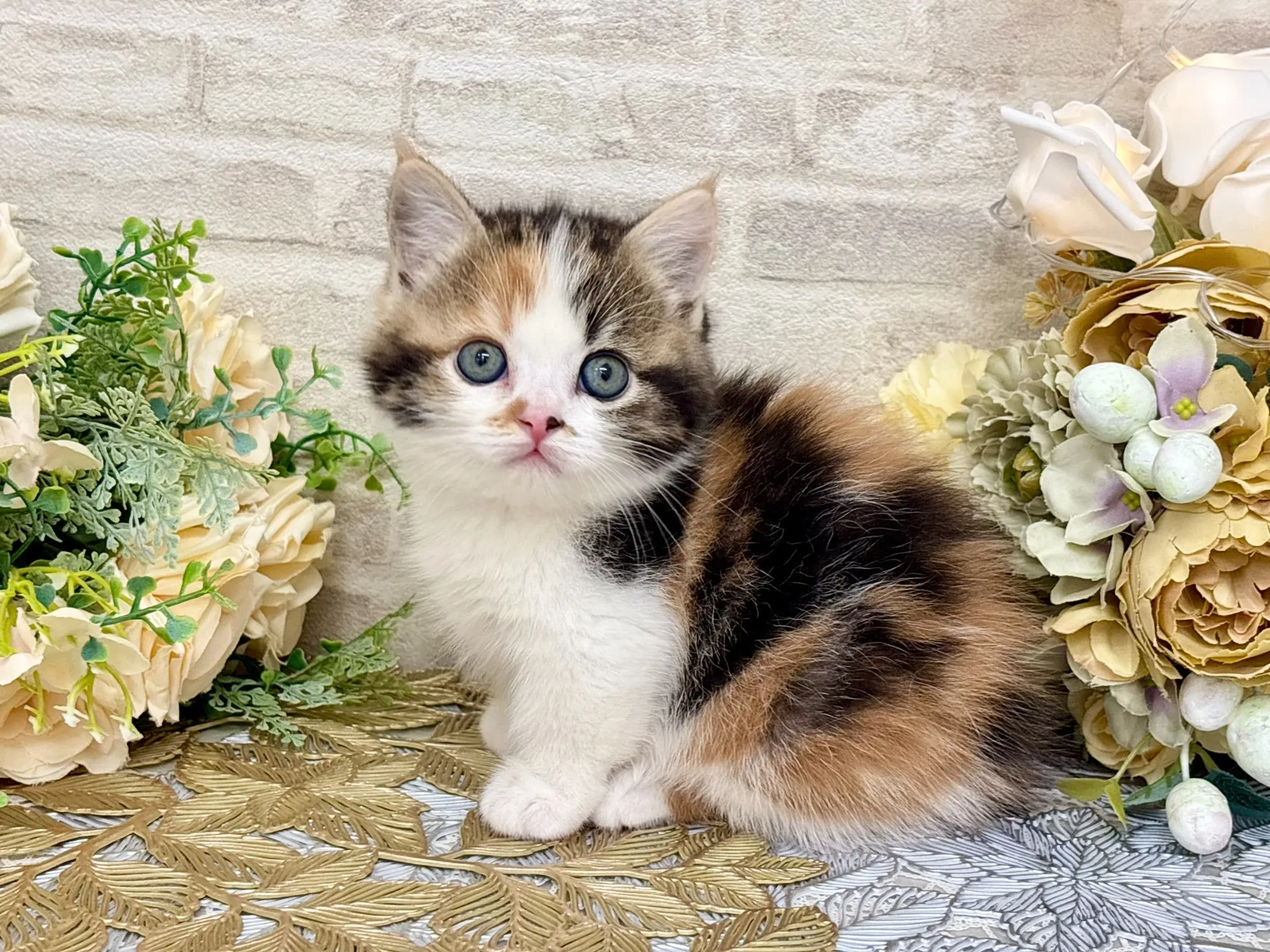 売約済★マンチカン（短足）★メス★ No.3047