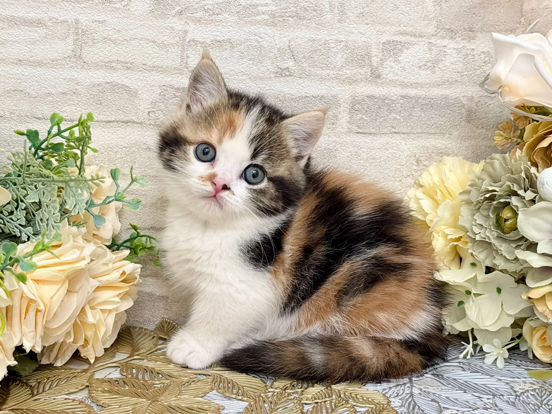 売約済★マンチカン（短足）★メス★ No.3047