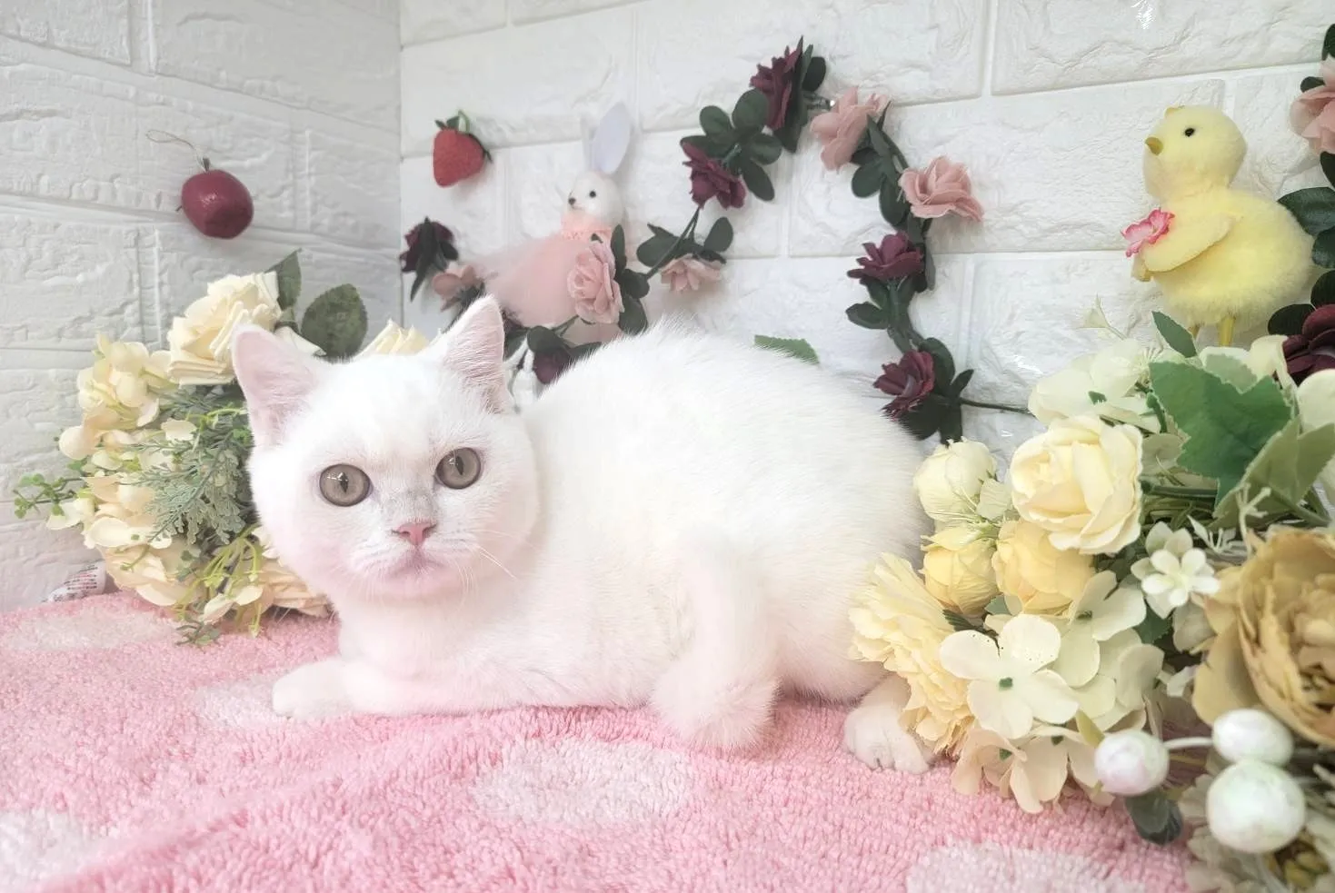 売約済★マンチカン（足長）★オス★ No.3000