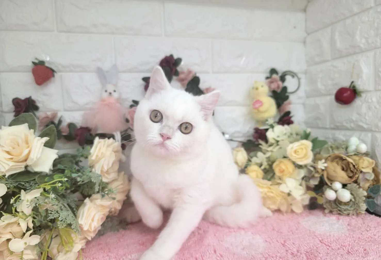 売約済★マンチカン（足長）★オス★ No.3000