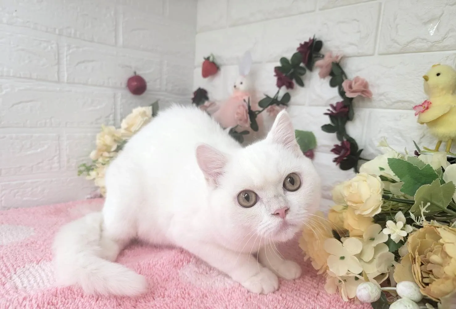 売約済★マンチカン（足長）★オス★ No.3000