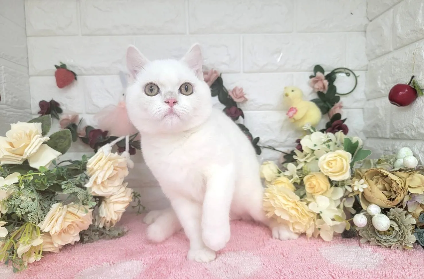 売約済★マンチカン（足長）★オス★ No.3000